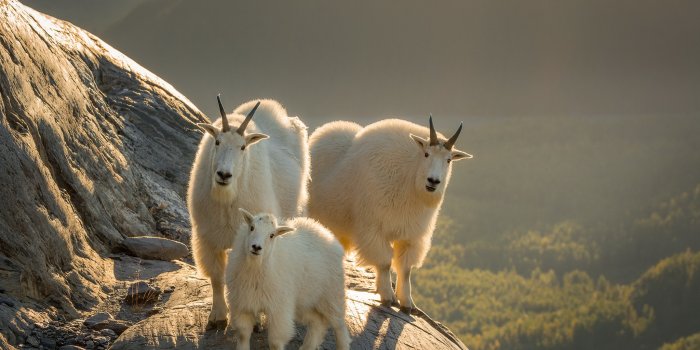 2048x1300 Animal Mountain Goat HD Wallpaper