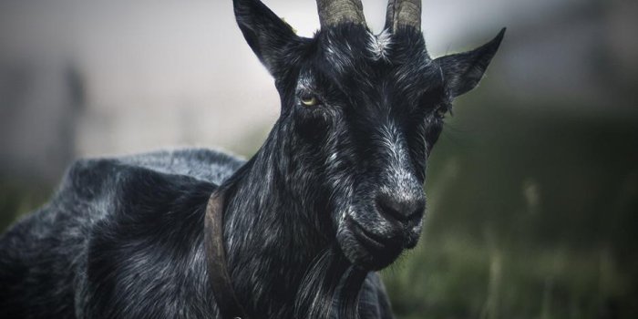 938x1688 THE GOAT : r/iphonewallpapers