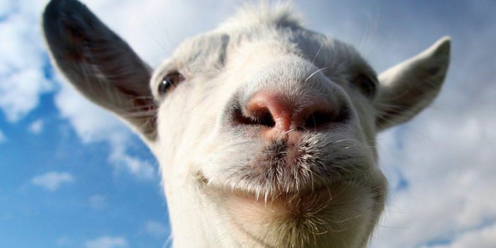 1280x720 Funny Goat Wallpapers