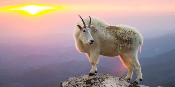 2560x1600 Animal Mountain Goat HD Wallpaper