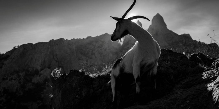 1920x1080 Download Goat Wallpapers for FREE [100