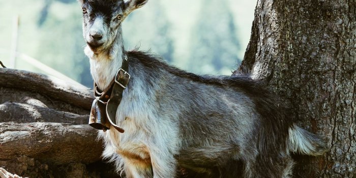 1000x1777 Goat Wallpaper Pictures | Download Free