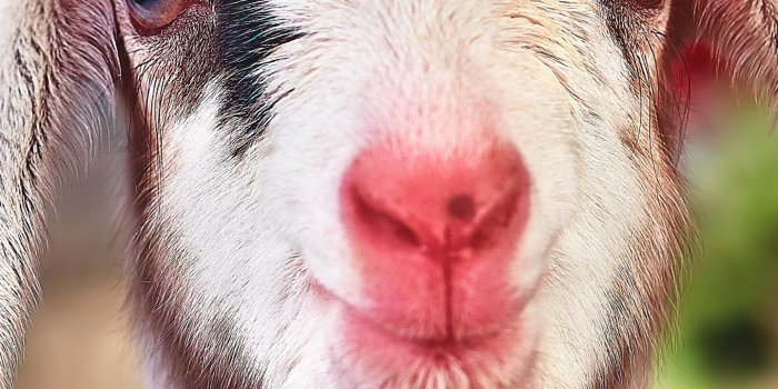 1440x3040 Goat Phone Wallpaper