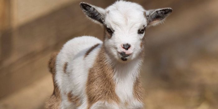 1150x1800 100+] Baby Goat Wallpapers | Wallpapers.com