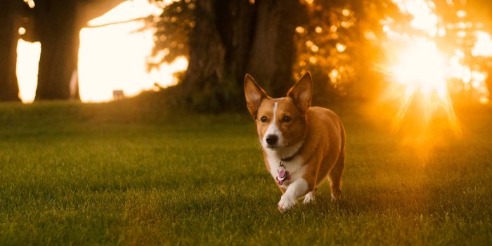 1920x1280 100+] Corgi Wallpapers | Wallpapers.com