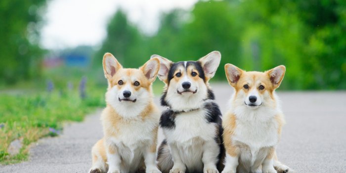 1920x1280 My Corgi Dog HD Wallpapers New Tab