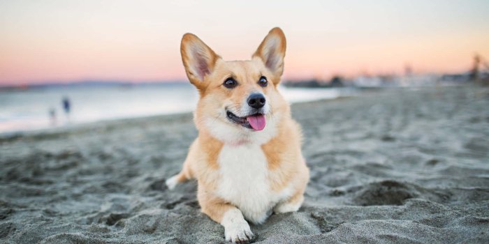 1920x1280 100+] Cute Corgi Pictures | Wallpapers.com