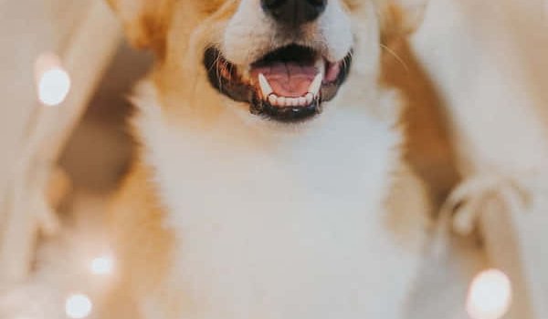 600x900 100+] Cute Corgi Wallpapers