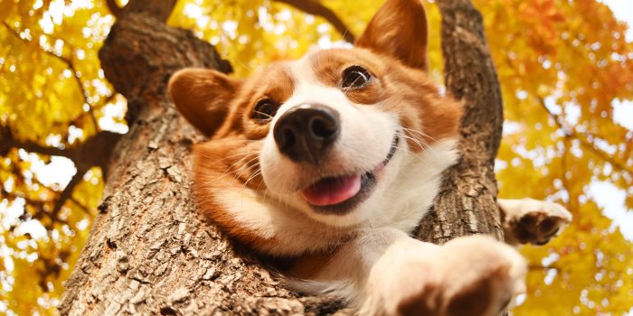3840x2564 Animal Corgi 4k Ultra HD Wallpaper