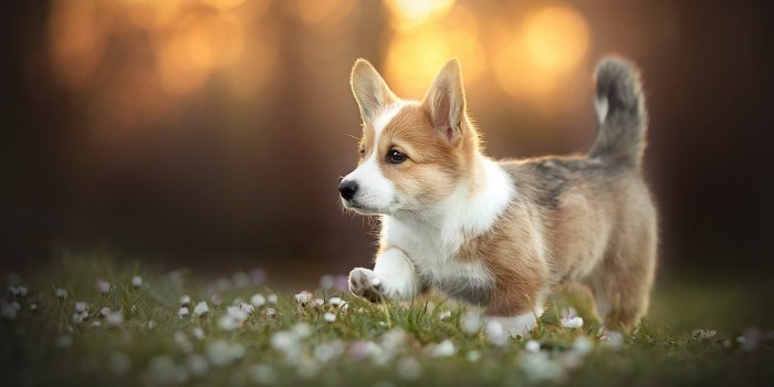 1920x1080 Corgi Theme for Windows 10 and 11