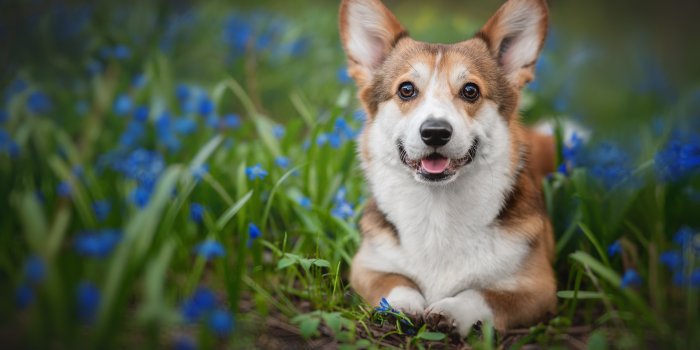 1920x1277 160+] Corgi Wallpapers