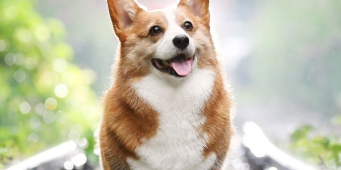 768x1024 Corgi Ultra HD Desktop Background