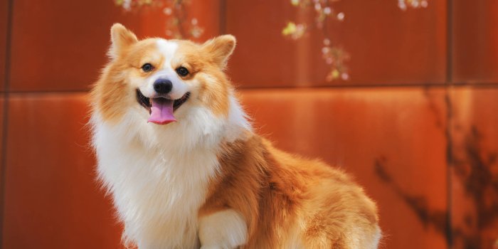 1920x1280 100+] Corgi Wallpapers | Wallpapers.com