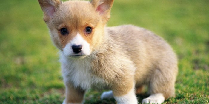 2560x1440 Corgi Wallpapers