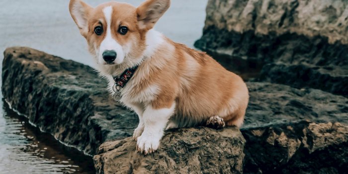 4896x3264 Corgi Photos, Download The BEST Free