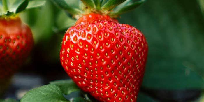 1000x1500 Strawberry Plant Pictures | Download