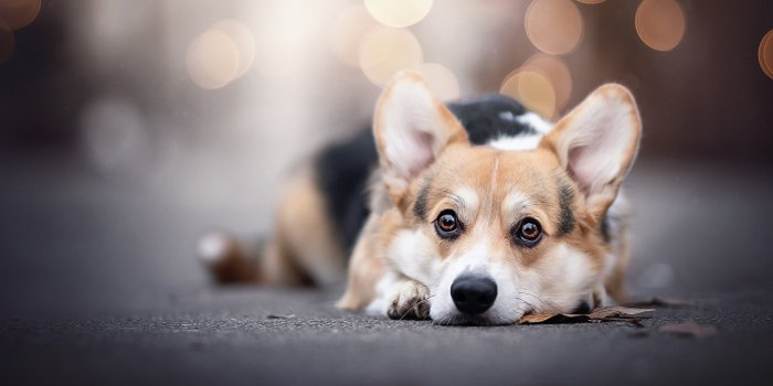 1280x853 Photo Welsh Corgi dog laying blurred