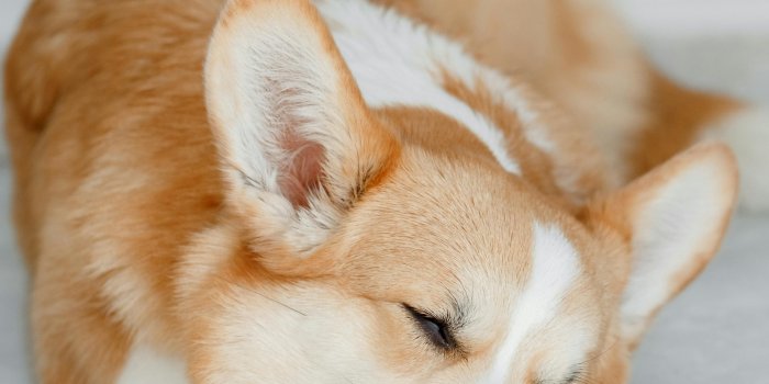 3223x4835 Corgi Photos, Download The BEST Free