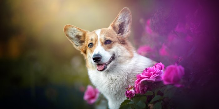 1280x851 Desktop Wallpapers Welsh Corgi dog