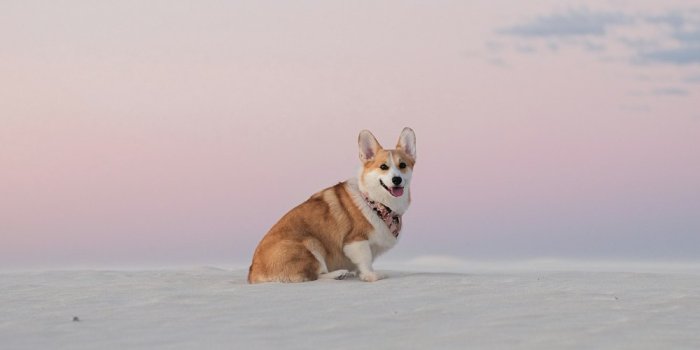1000x1500 500+ Corgi Pictures | Download Free