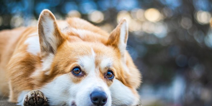 1280x853 Welsh Corgi Dog - Free photo on Pixabay