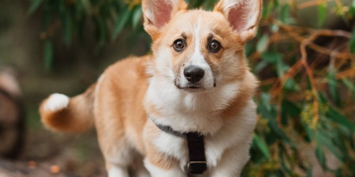 1280x1920 Download free Corgi Puppy On Wood Log