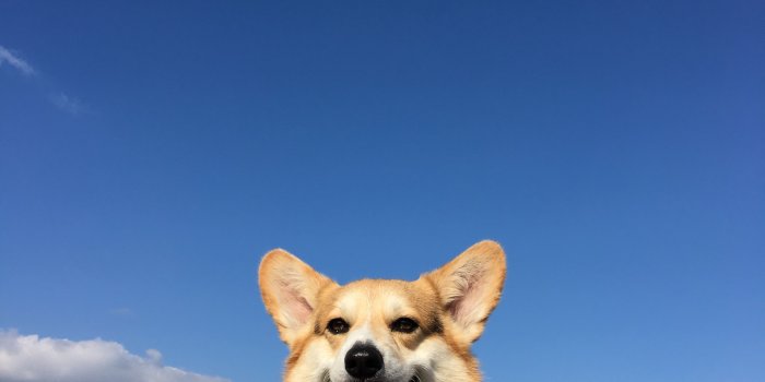 3024x4032 Praewwy Saranrat on Corgi