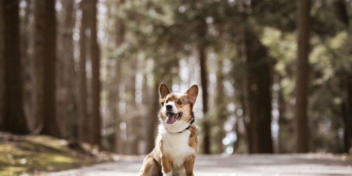 1600x1067 Dog Photoshoot, Pembroke Corgi — J
