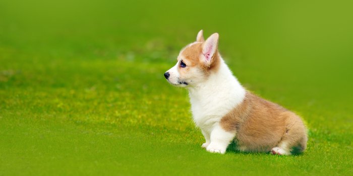 2560x1440 Pembroke Welsh Corgi Puppy Playful