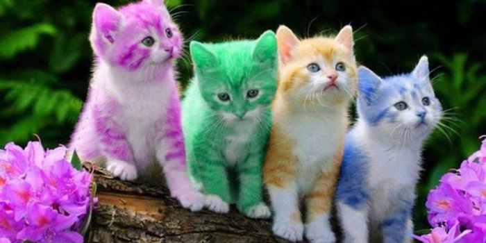 2880x2160 Colorful Cats Wallpapers