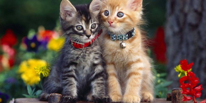 1920x1200 100+] Beautiful Cats Wallpapers