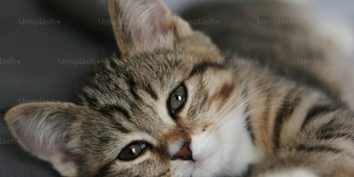 1000x1500 1000+ Kitties Pictures | Download Free