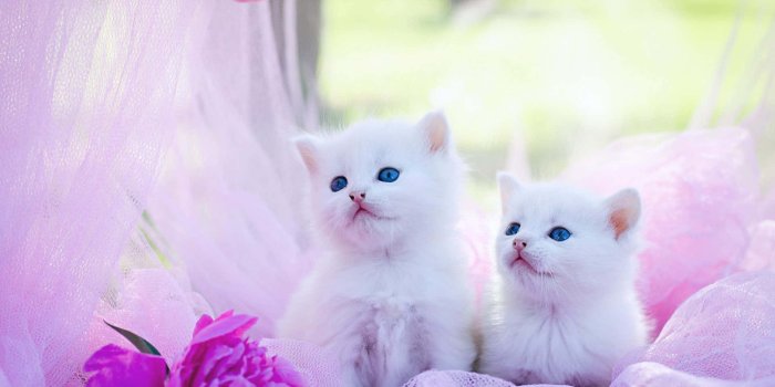 1920x1272 100+] Cute Kitties Wallpapers