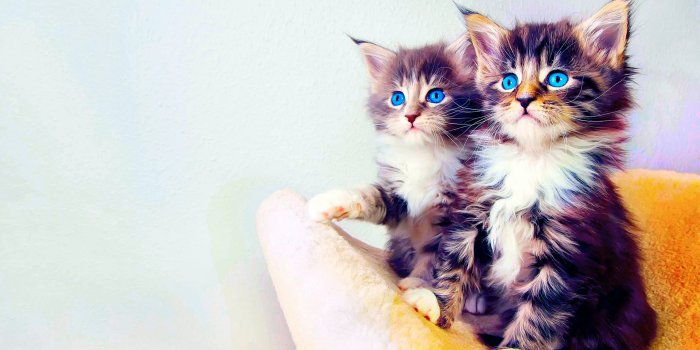 2960x1850 Animal Cat HD Wallpaper