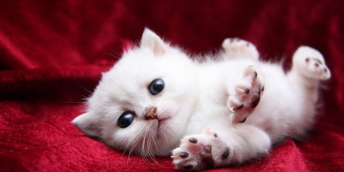 1920x1200 Animal Cat HD Wallpaper