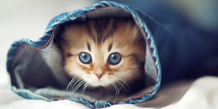 1920x1080 Cute Kitties Wallpapers