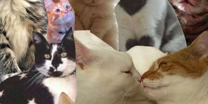 736x1308 Cat wallpaper, Cute doodles, Cute cats