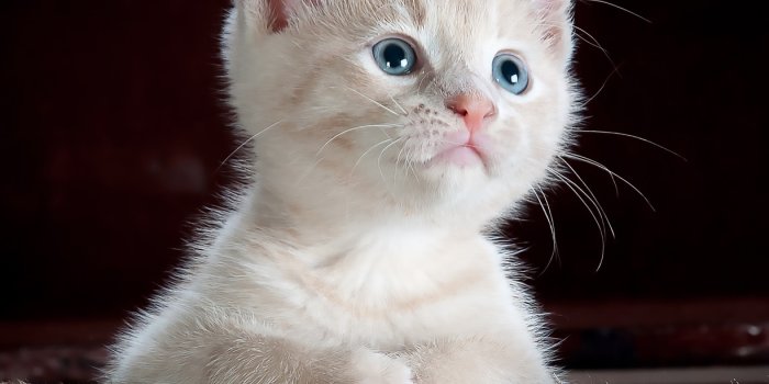 1225x1280 Best Free Cat Pictures & Images [HD