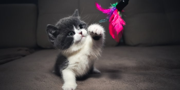 1920x1080 Kitten Wallpapers - Top 65 Best Kitten