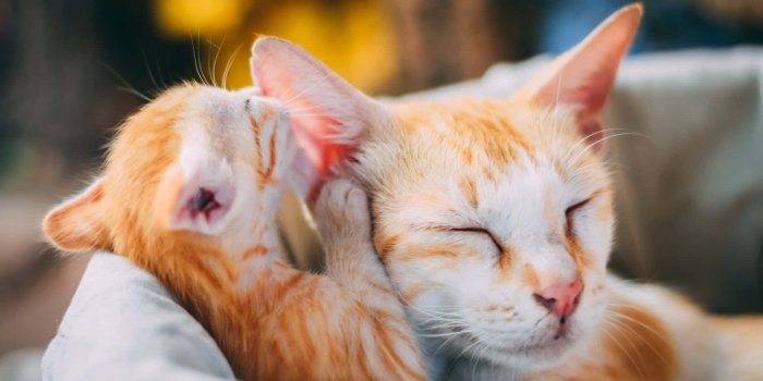 1920x1280 400+] Kitten Wallpapers | Wallpapers.com