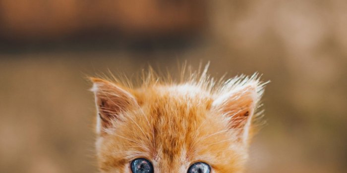 1080x2160 Kitten Wallpapers - Top 65 Best Kitten