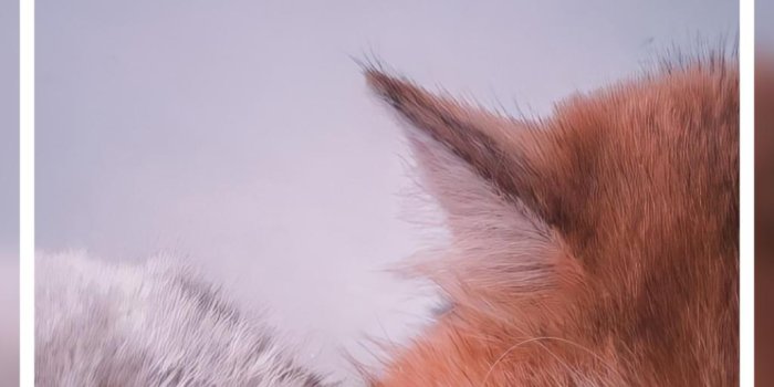 1024x2048 cute cats wallpapers APK for Android