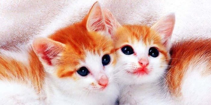 1024x768 100+] Cute Kitties Wallpapers
