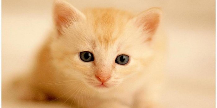 1387x780 Kitten Wallpapers | Cute Kawaii Resources