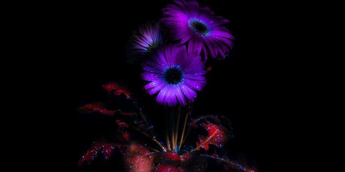 4480x2520 Purple Flowers Wallpaper 4K, Glowing