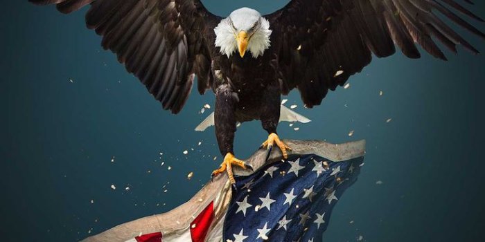 736x1308 American Eagle Wallpaper Discover more