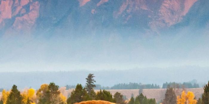 1080x1900 Yellowstone National Park Wallpapers