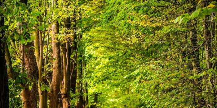 1000x1514 Forest Wallpapers: Free HD Download