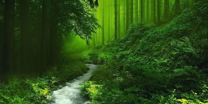 1280x800 Free download Beautiful Forest HD Image