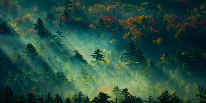 3840x2160 Forest Rays [3840×2160] : r/wallpapers